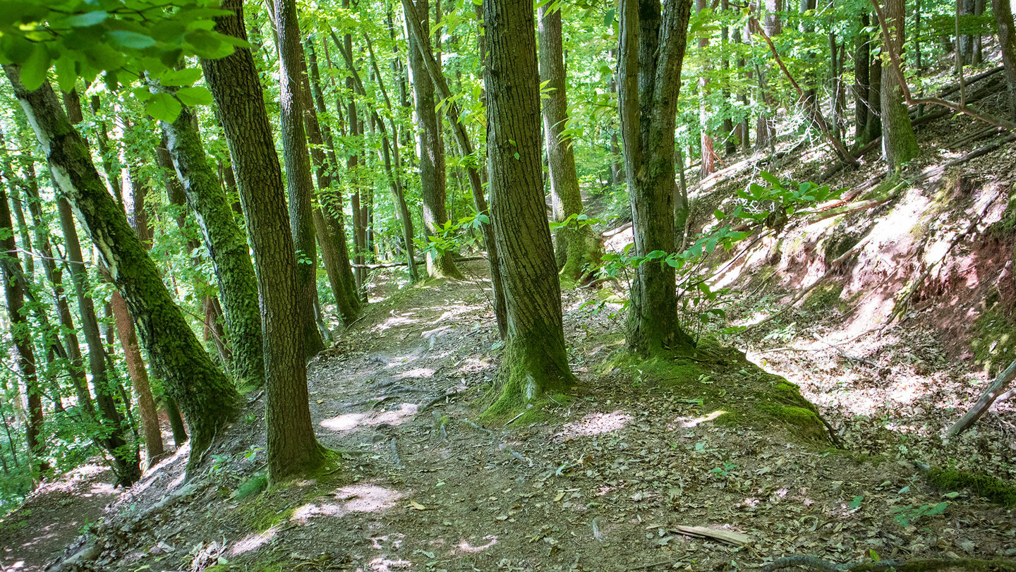 Wanderpfad am Schlossberg bei Ramberg im Pfälzerwald Wanderpfad bei Ramberg im Pfälzerwald