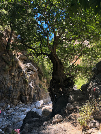 Feigenbaum in der Agia Irini-Schlucht