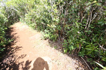 Auf dem Piton de la Petite Rivière Noire Trail