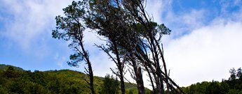 Bäume am Wanderweg zum Roque de Agando - La Gomera