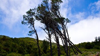 Bäume am Wanderweg zum Roque de Agando - La Gomera