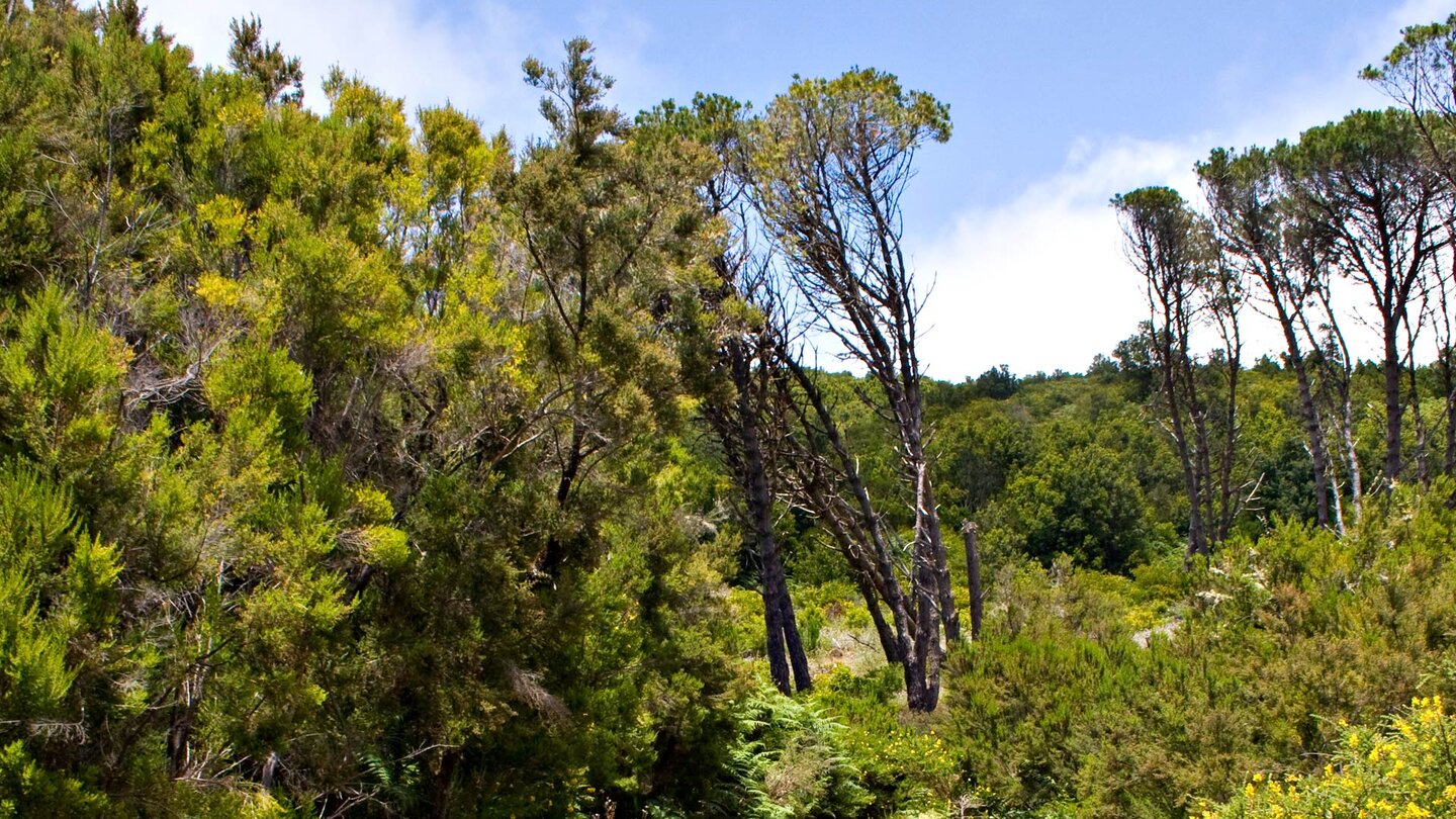 vorbei an Kiefern - Wanderweg zum Roque de Agando