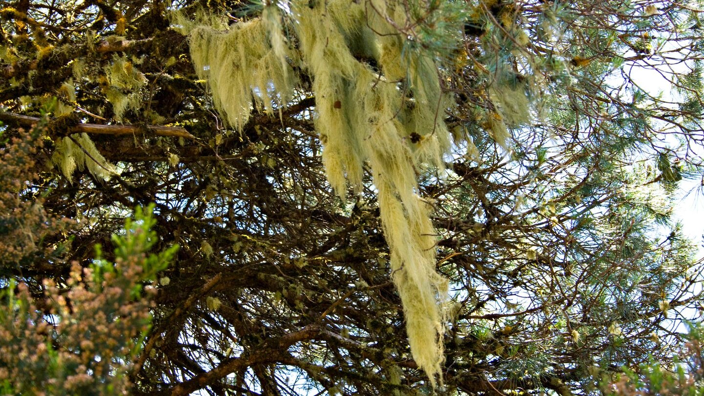 flechtenbewachsene Äste der Kiefern - Wanderweg Roque de Agando auf La Gomera