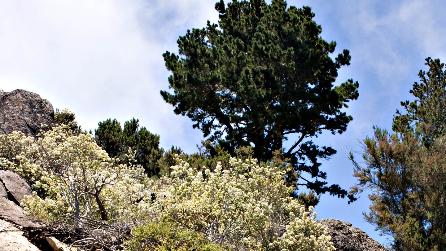 eine Kiefer am Weg zum Roque de Agando auf La Gomera