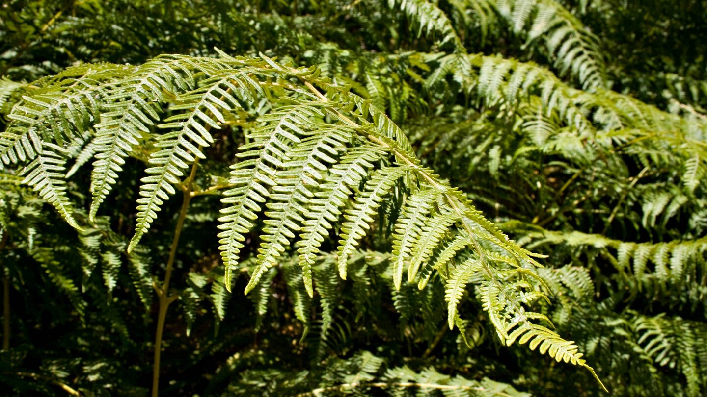 Farne wachsen entlang des Wanderwegs