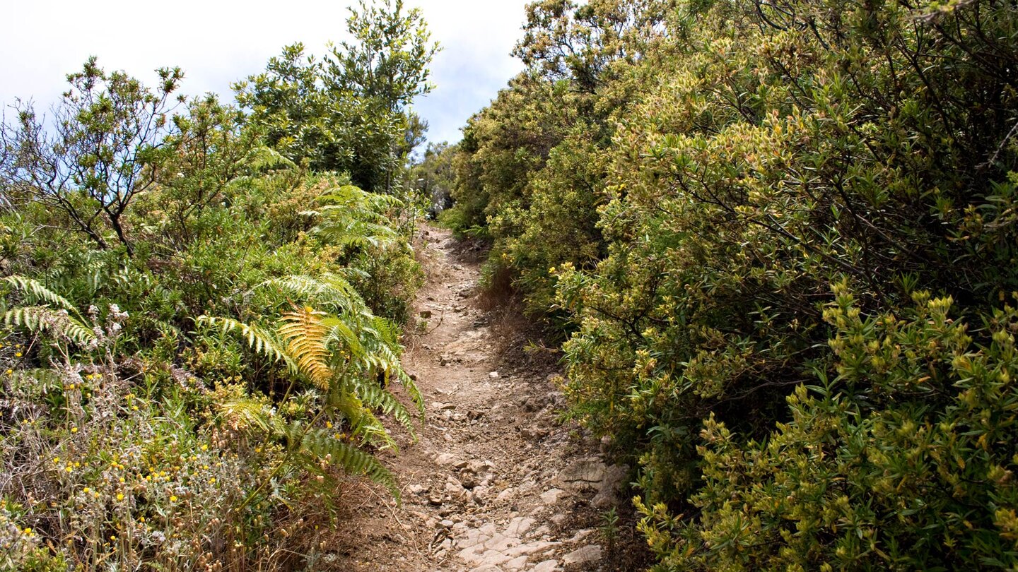 dichter Bewuchs am Wanderweg zum Roque de Agando