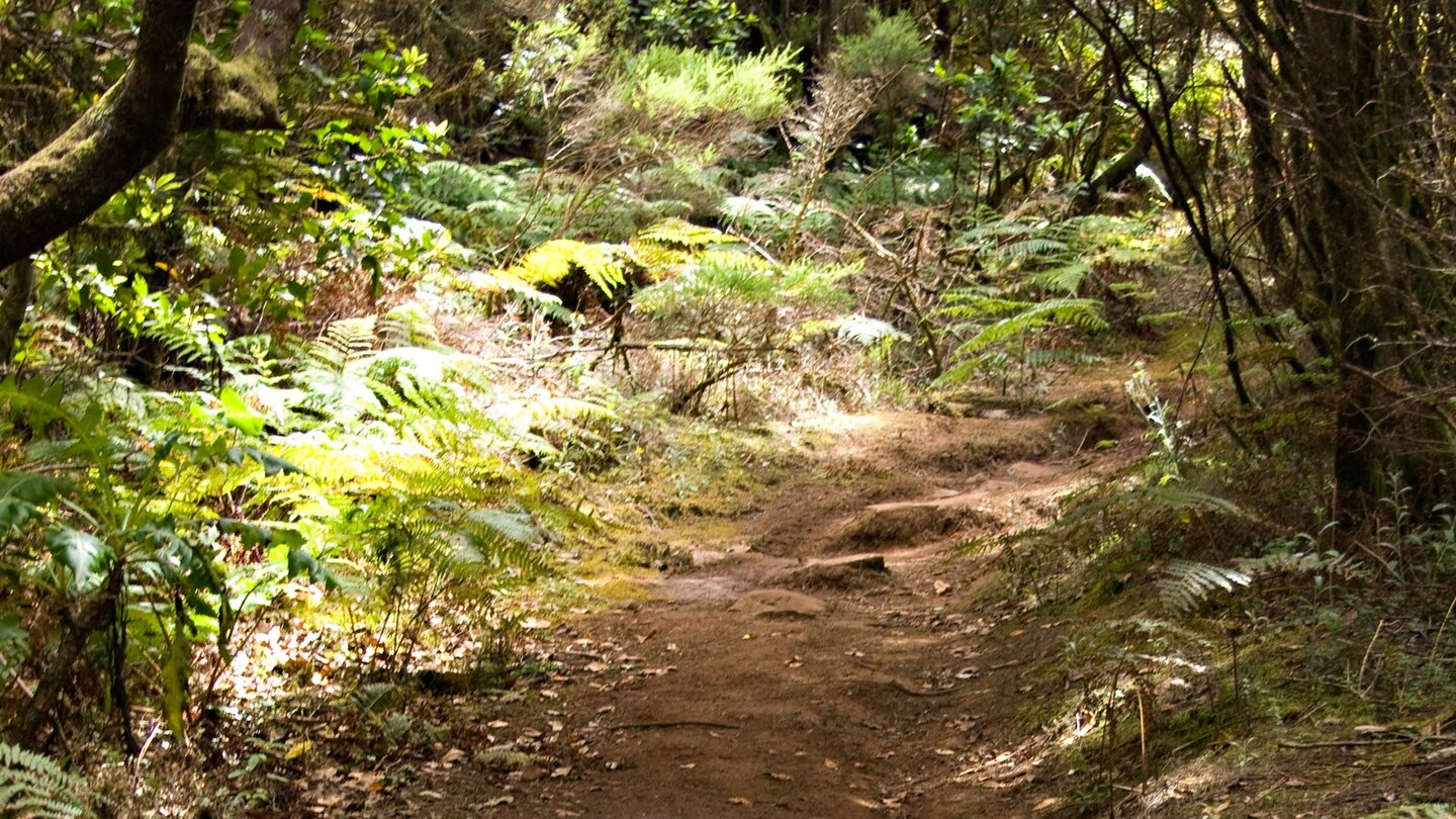 im Wald entlang des Wanderwegs zum Roque de Agando
