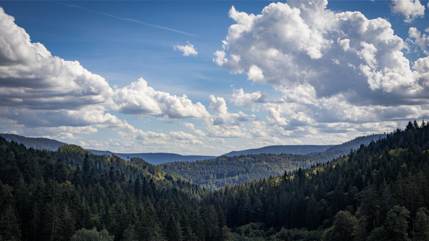 Schwarzwaldpanorama mit endlosem Nadelwald