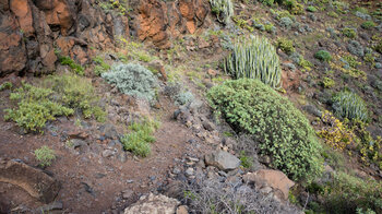 Wolfsmilchvegetation am Wanderweg