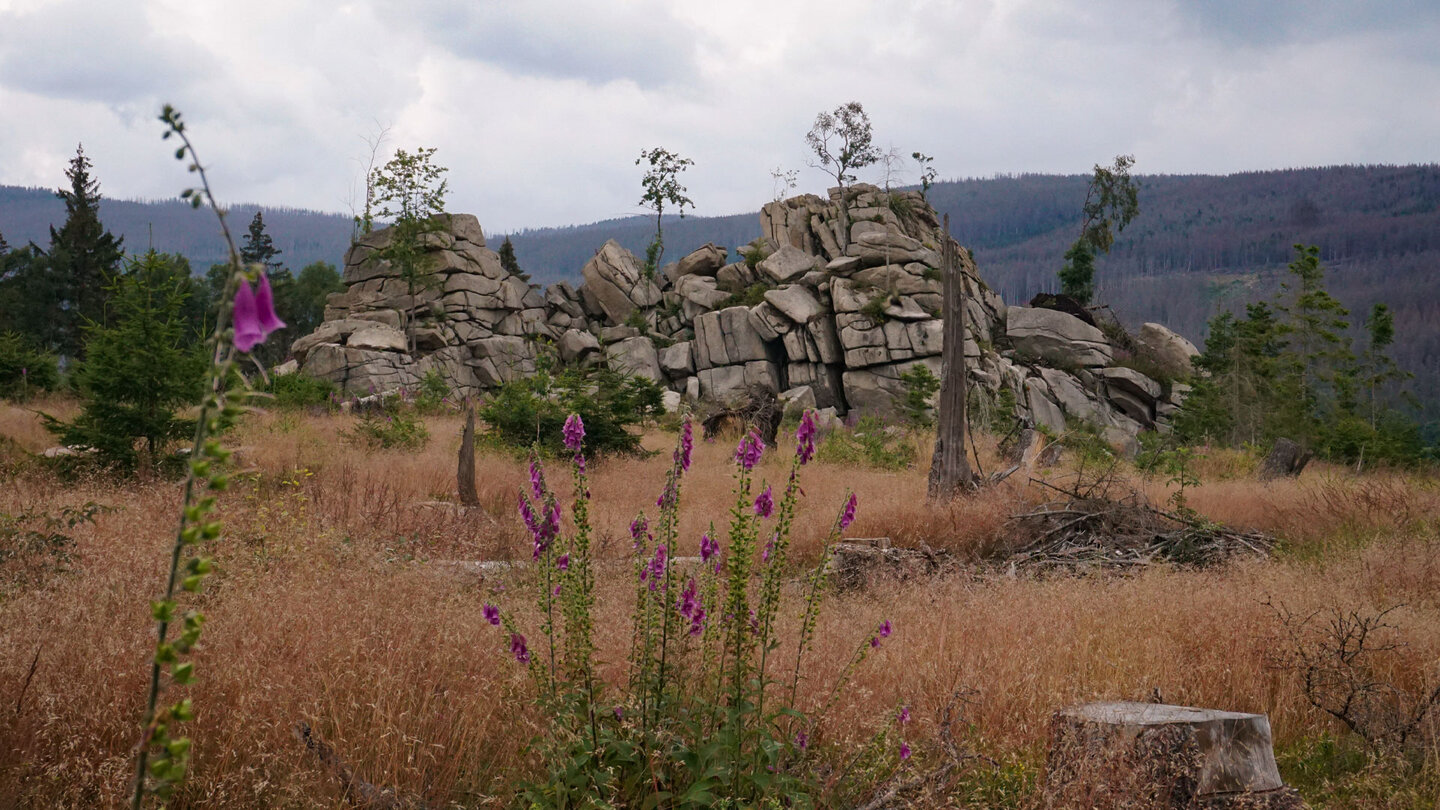 Fingerhüte vor den bizarren Granitfelsen der Mäuseklippen Fingerhüte vor den Mäuseklippen