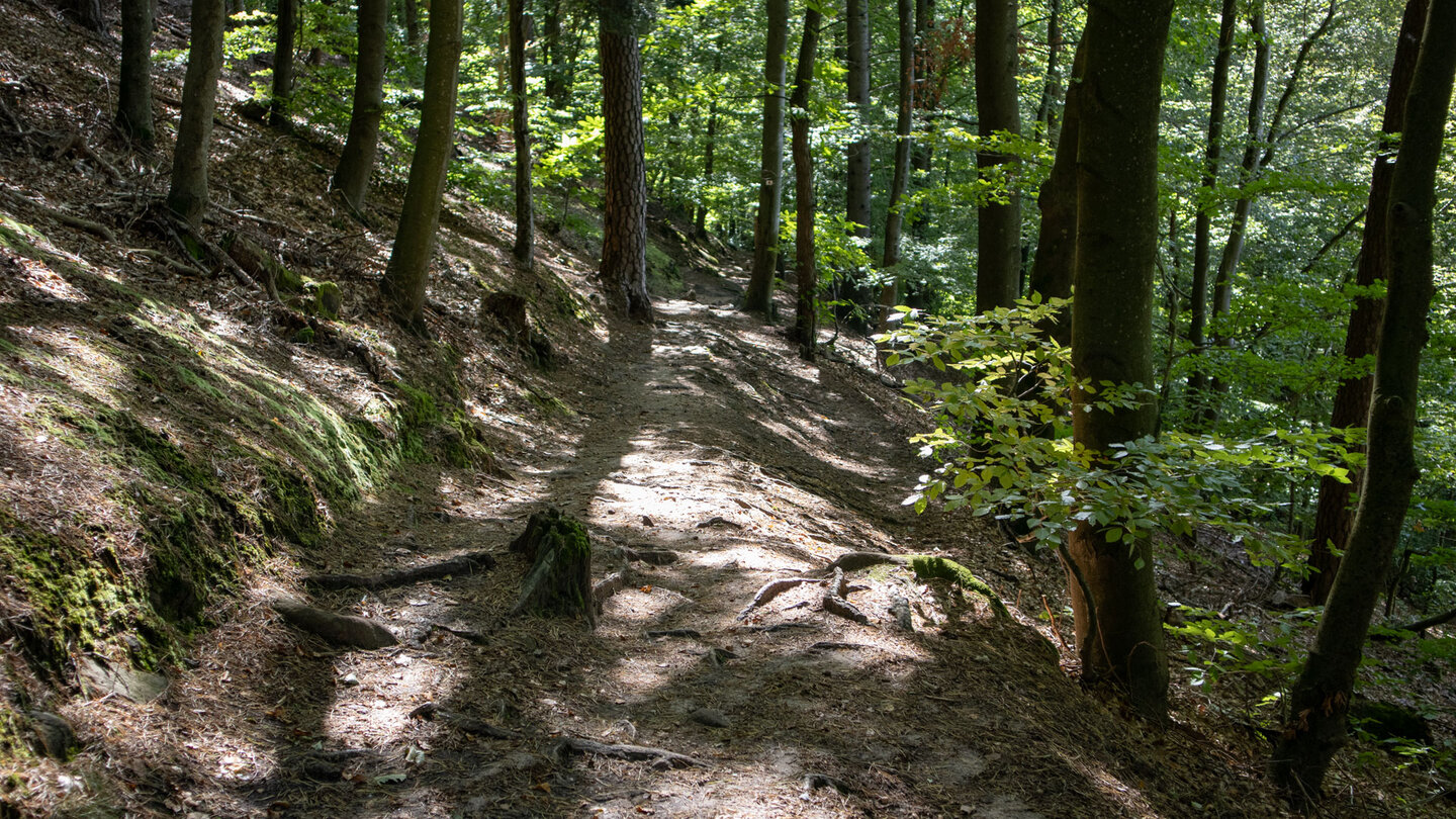 Rundwanderweg durch Buchenwald zum Gimbelhof