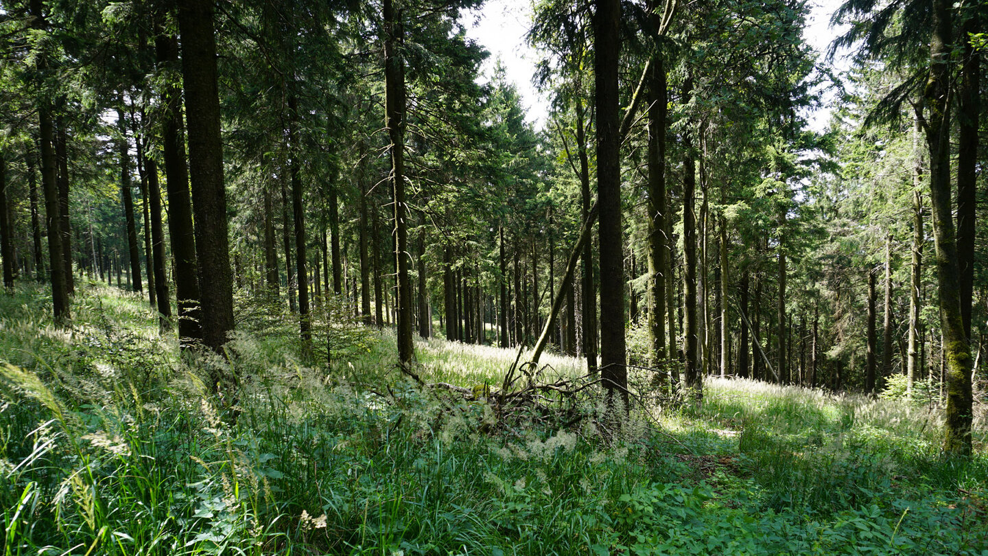 der Wald am Rennsteig