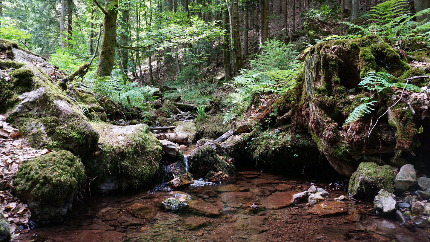 Bachlauf im Thüringer Wald