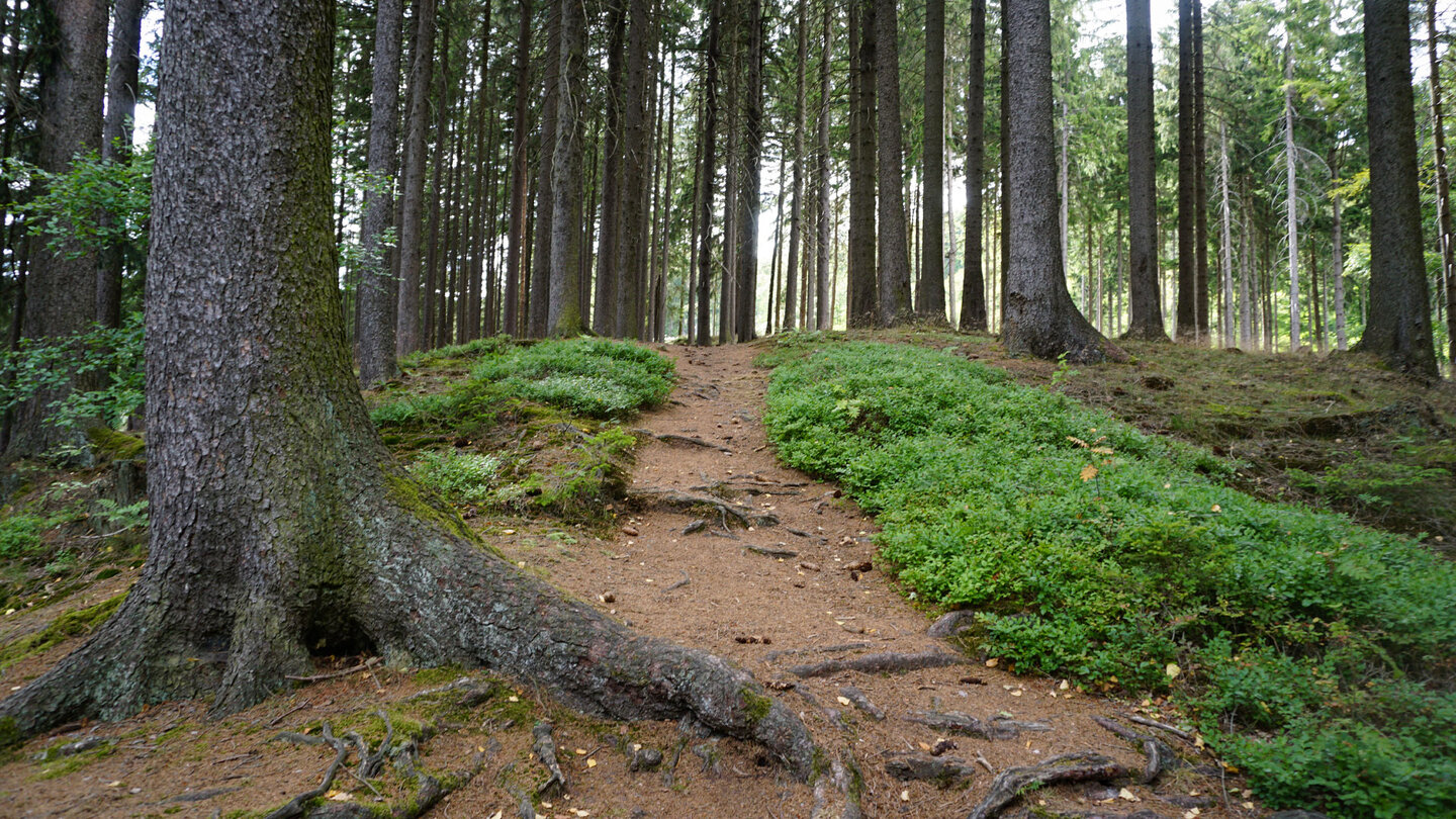 verwurzelter Wanderpfad