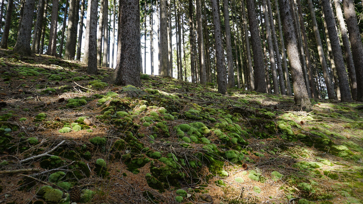 Blick in den Thüringer Wald