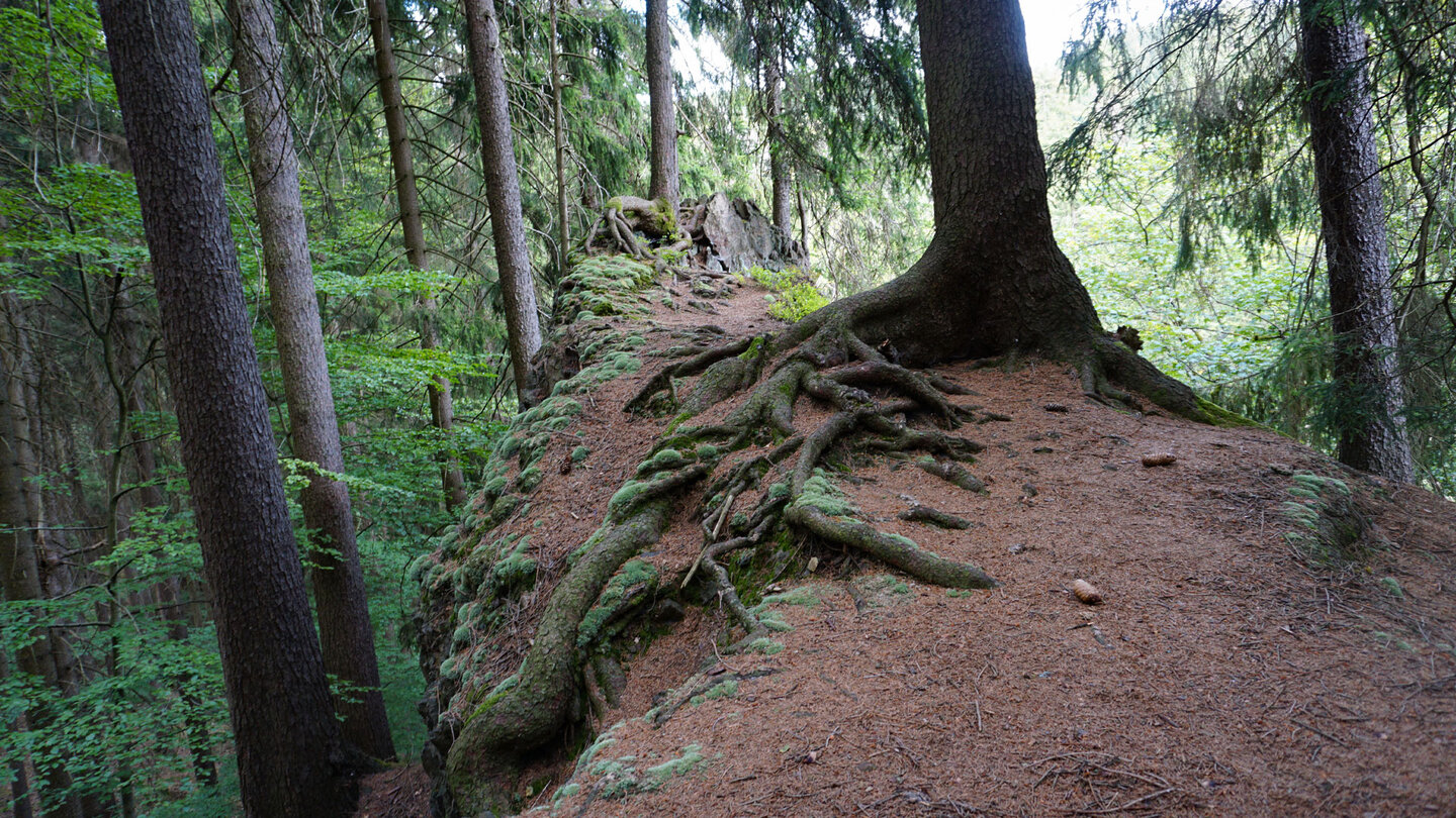Bäume halten sich an den Felsen