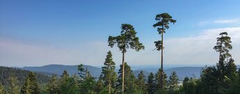Schwarzwaldpanorama von der AugenBlick-Runde Bad Herrenalb