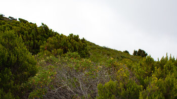 Baumheiden und Zistrosen am Weg nach Teno Alto