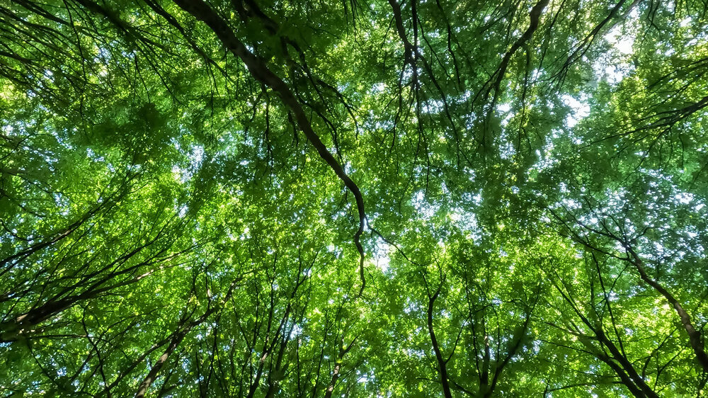 der Laubwald auf dem Weg vom Felsen Runder Hut zu den Hornsteinfelsen der Laubwald auf dem Weg vom Felsen Runder Hut zu den Hornsteinfelsen