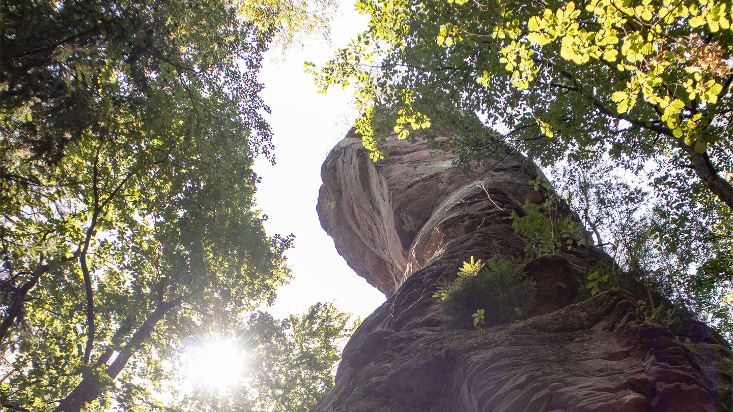 Heegerturm im Dahner Felsenland mit verwitterter Felsstruktur, Farnbewuchs am Felsfuß und durchscheinendem Sonnenlicht zwischen den Baumkronen