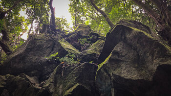 Felsformation im Wald