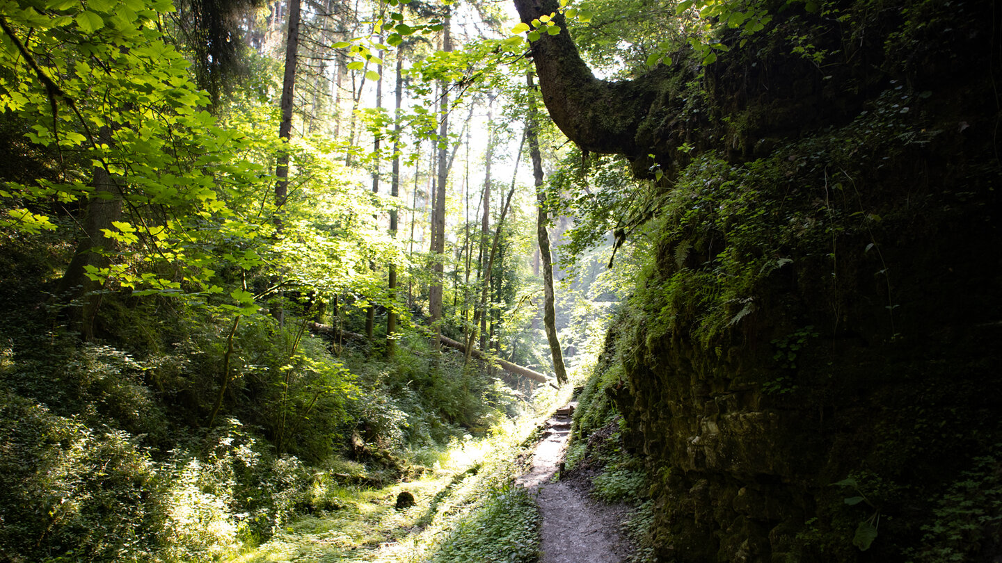 Wanderung durch die Waldschlucht des Tränkebach