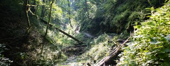 Wanderpfad durch die Engeschlucht des Tränkebachs