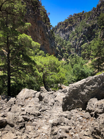 mit Kiefern gesäumter felsiger Pfad durch die Agia Irini Schlucht auf Kreta
