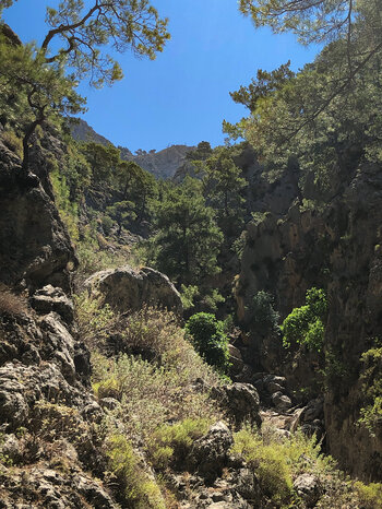 die Agia Irini Schlucht auf Kreta mit Gräsern, Büschen und Kiefern