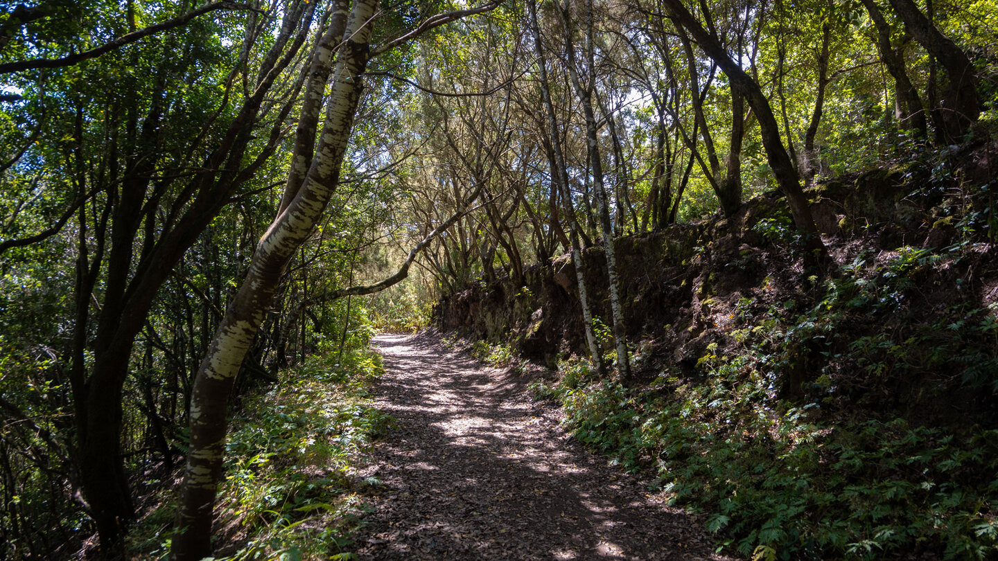 der Wanderweg PR-TF 52.1 führt ins Waldgebiet