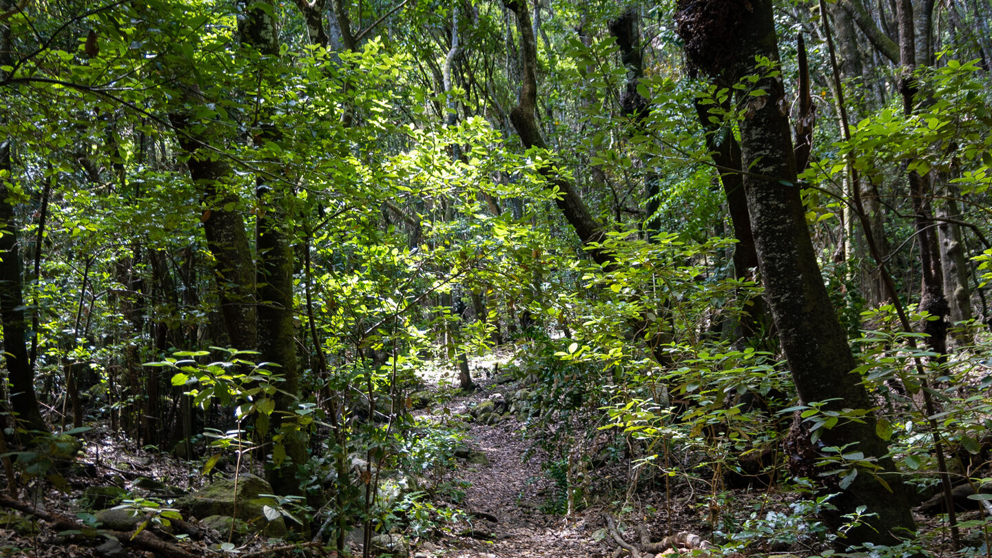 Blick in den immergünen Monteverde