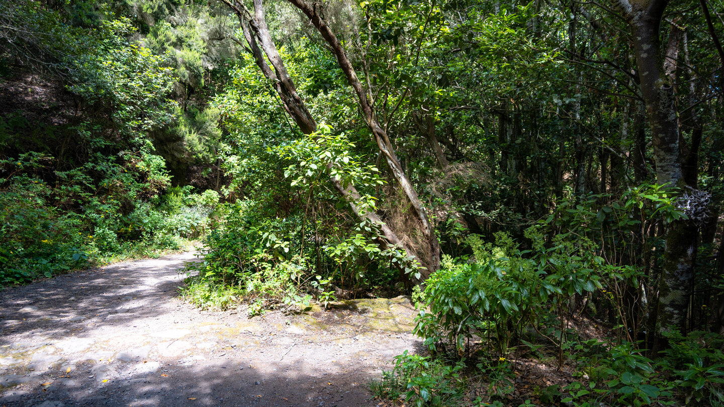 Wanderweg im Lorbeerwald Monte del Agua