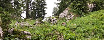 Wanderpfad geht über Stock und Stein