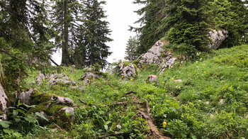 Wanderpfad geht über Stock und Stein