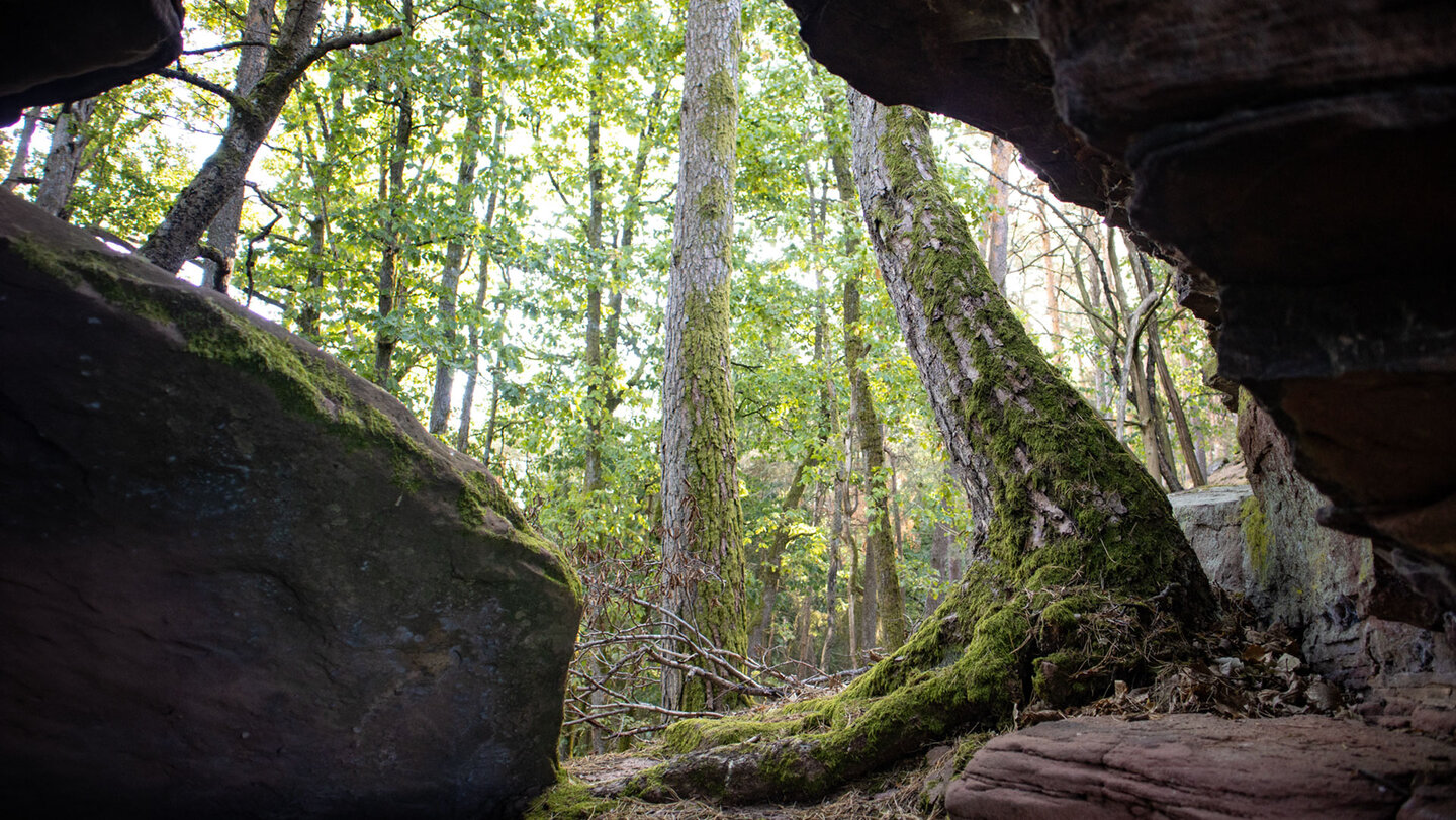 Dunkle Felsblöcke rahmen den Ausblick auf hohe Bäume und sonniges Grün im Wald bei Schwanheim