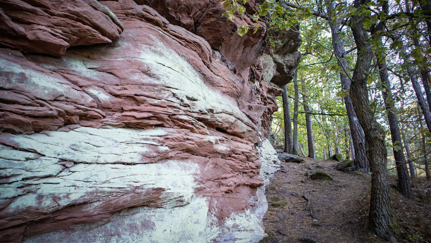 Geschichtete Buntsandsteinwand in Rot- und Weißtönen am Rimbach-Steig, daneben ein schmaler Waldpfad zwischen Eichen und Kiefern