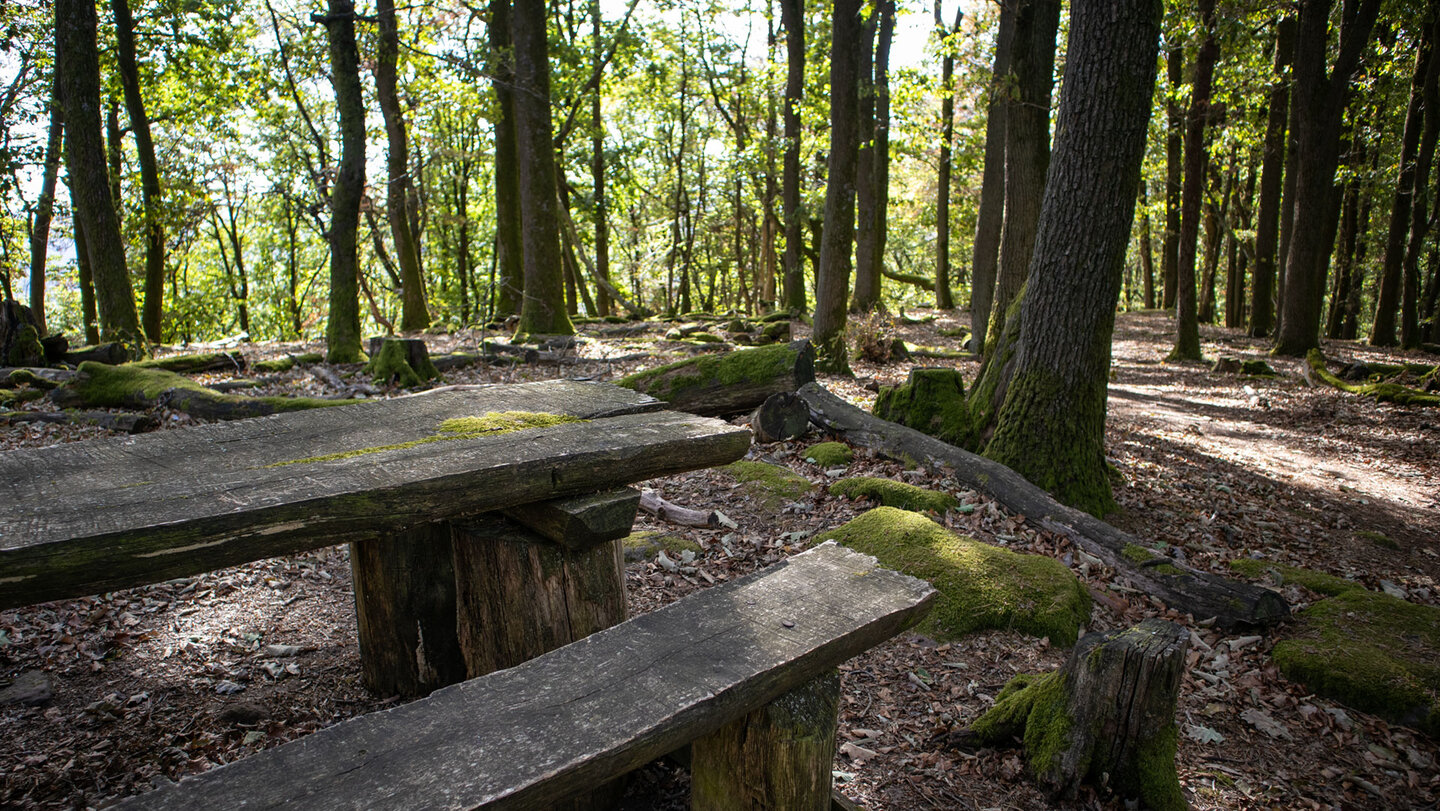 Massiver Holztisch mit Bank am Plätzl am Dreiländereck, umgeben von moosigen Baumstümpfen und lichtem Eichenwald auf dem Immersberg