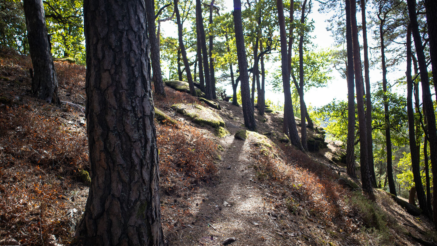 Schmaler Wanderpfad am Hang des Immersbergs, gesäumt von Kiefernstämmen, herbstlich gefärbtem Heidelbeerkraut und moosbedeckten Buntsandsteinblöcken