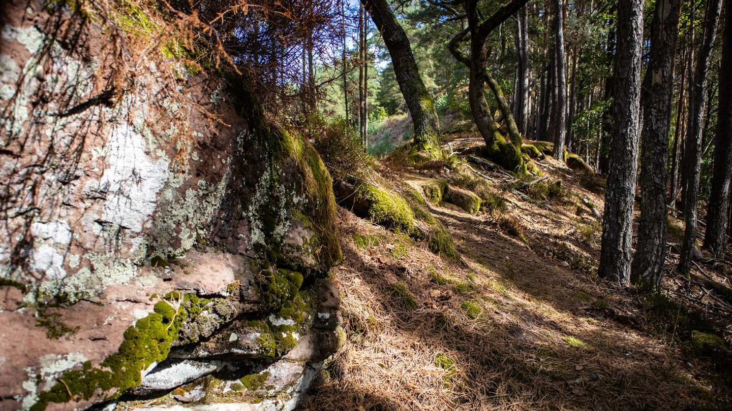 Mit Flechten und Moos bewachsene Buntsandsteinwand am Rand eines schmalen Wanderpfads im Kiefernwald oberhalb von Darstein