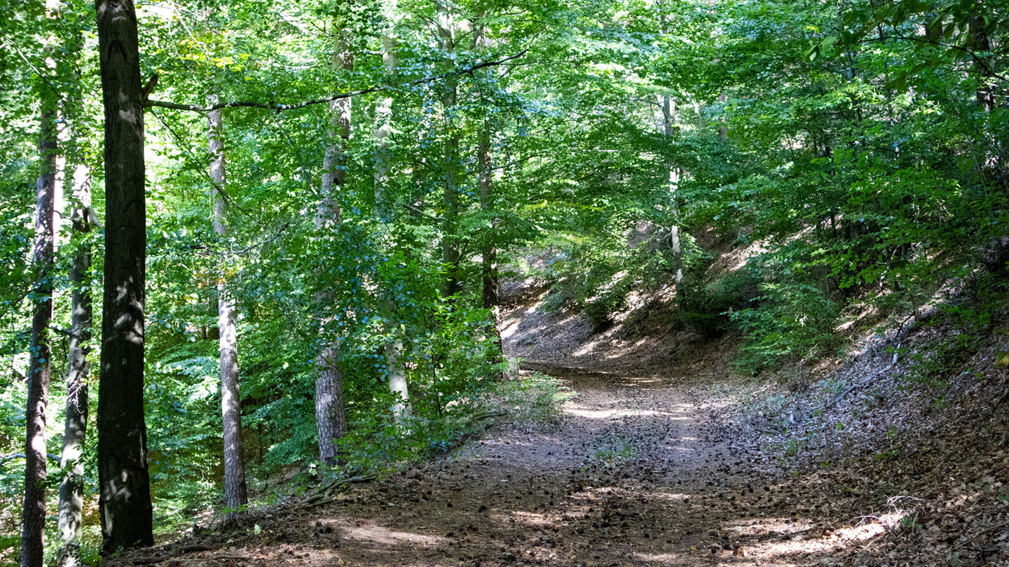 Breiter, leicht ansteigender Forstweg durch dichten, sommergrünen Laubwald mit Licht- und Schattenspiel auf dem Boden