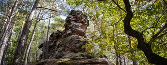 Verwitterter, rötlich geschichteter Buntsandsteinturm im Mischwald bei Schwanheim, rechts eine knorrige Eiche mit gelb-grünem Laub