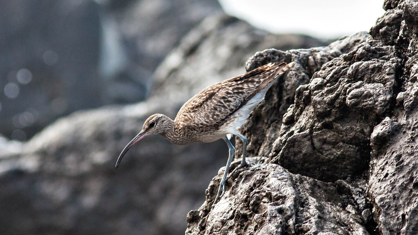 Regenbrachvögel suchen die Küste zwischen El Golfo und Punta de la Ensenada zur Überwinterung auf