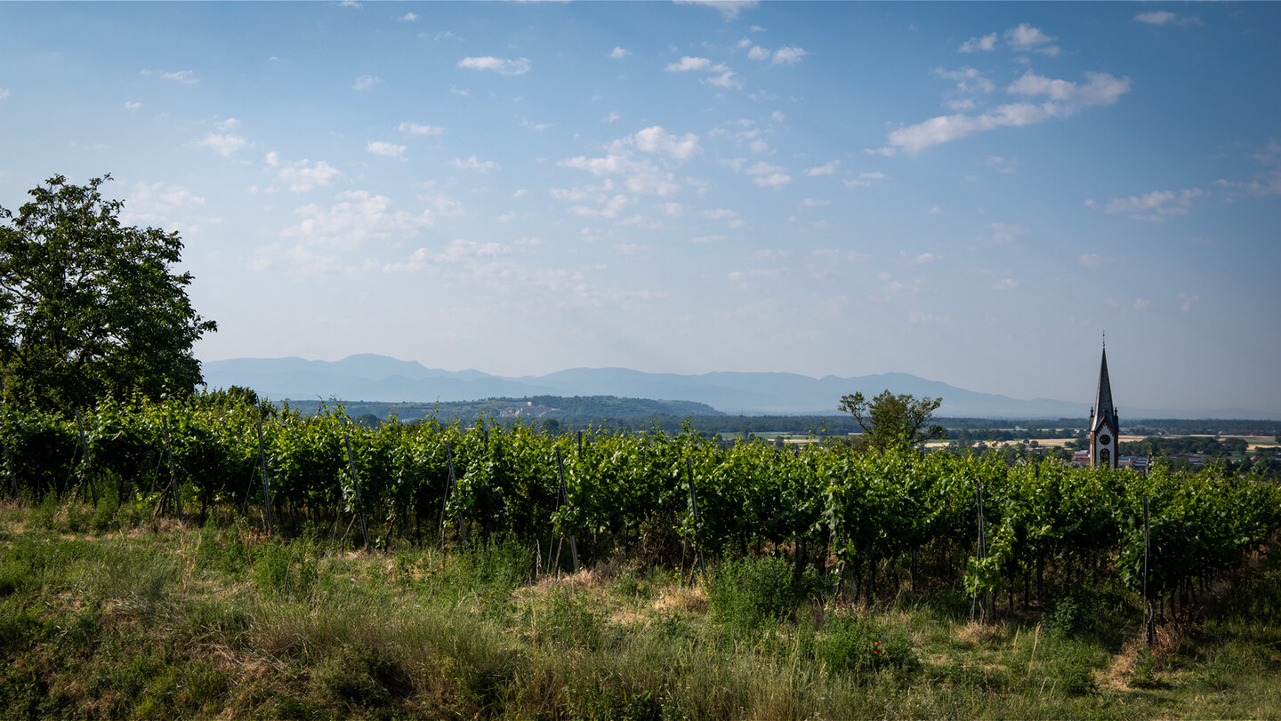 Weinberge bei Ihringen