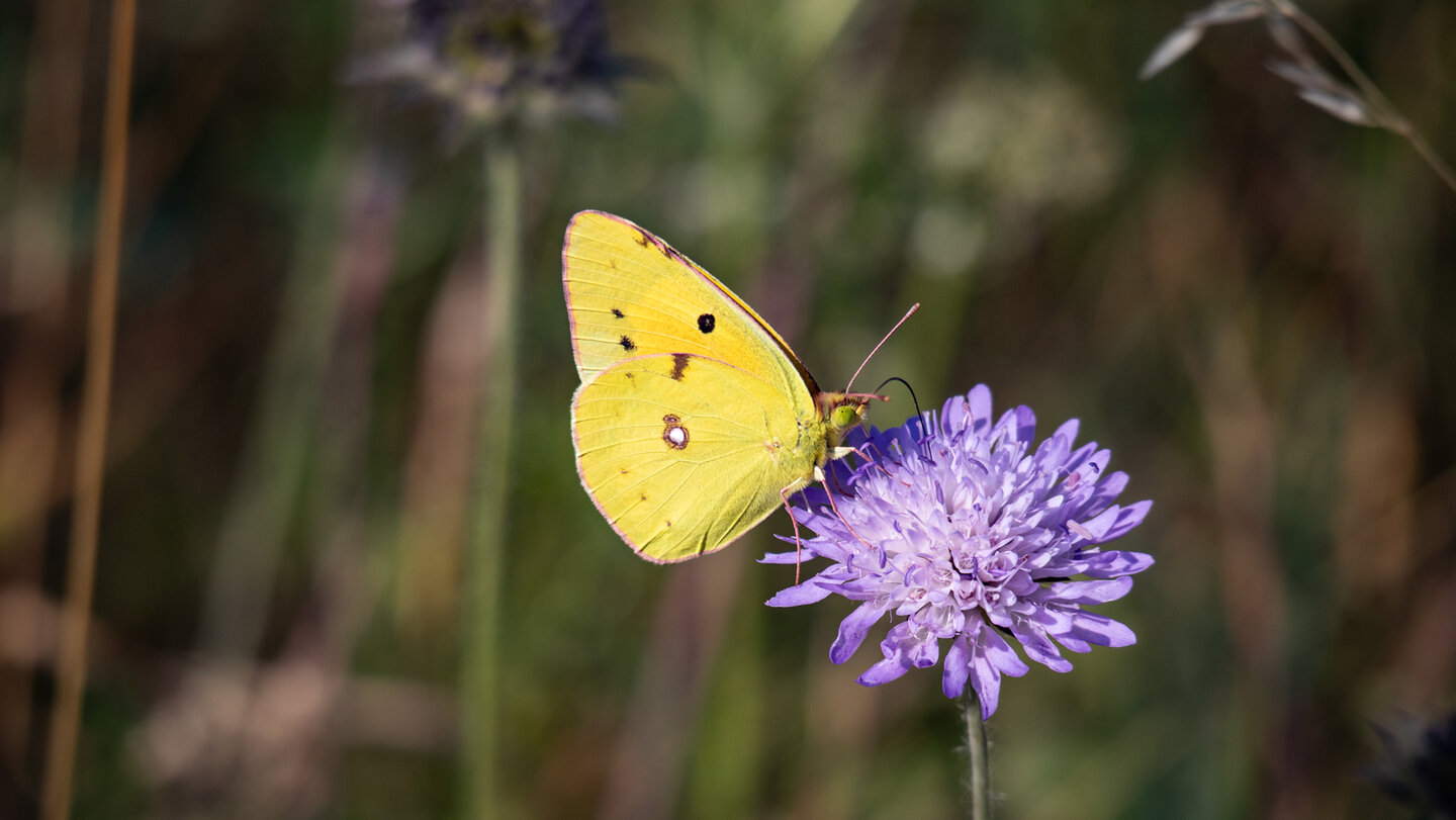 Schmetterling Goldene Acht