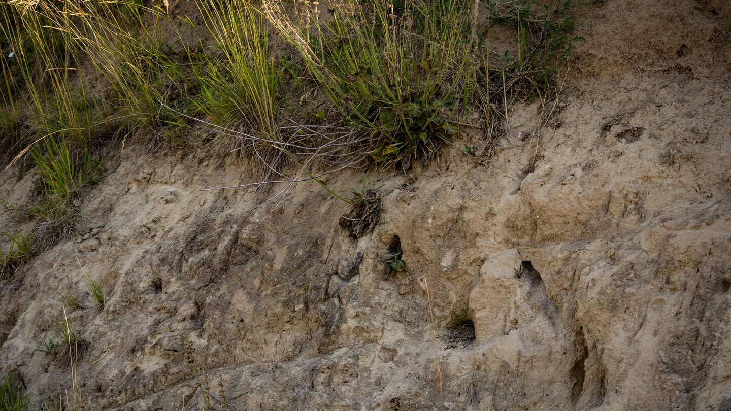Bruthöhlen der Bienenfresser