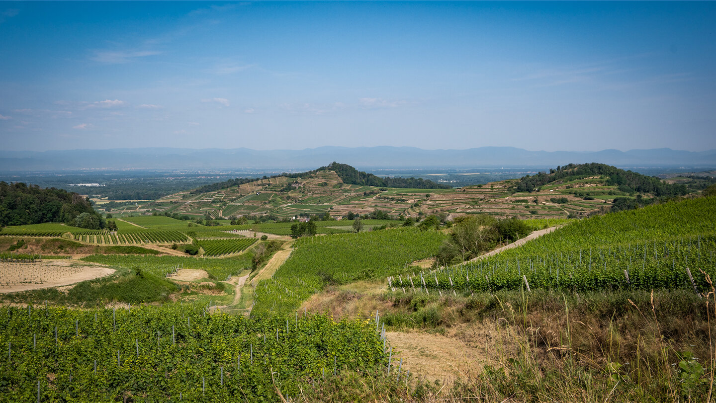 Ausblick vom Kaiserstuhl zu den Vogesen