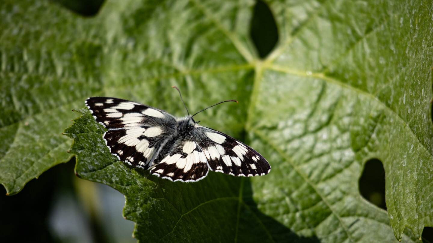 Schachbrettfalter an einem Weinblatt