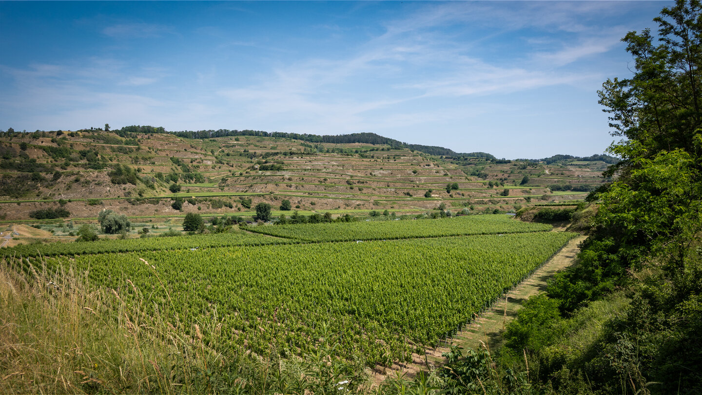 Weinberge am Bienenfresserpfad im Kaiserstuhl