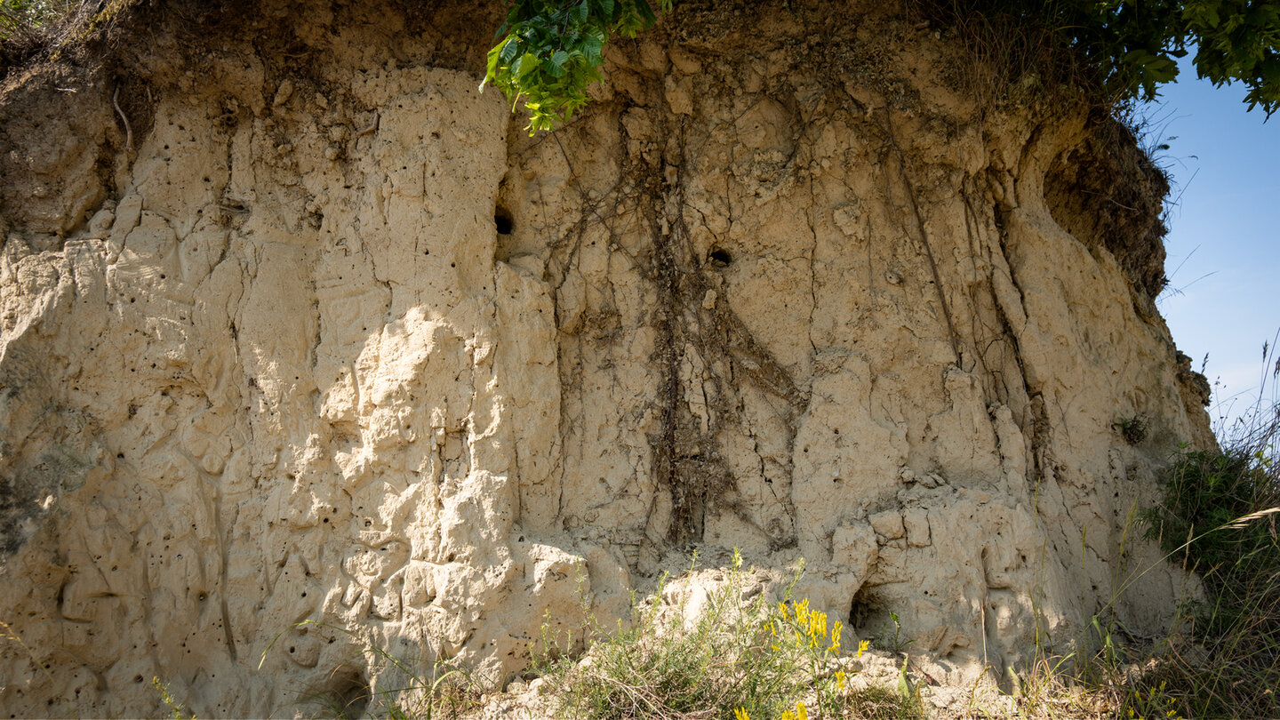 Nistplätze der Bienenfresser im Lössgestein