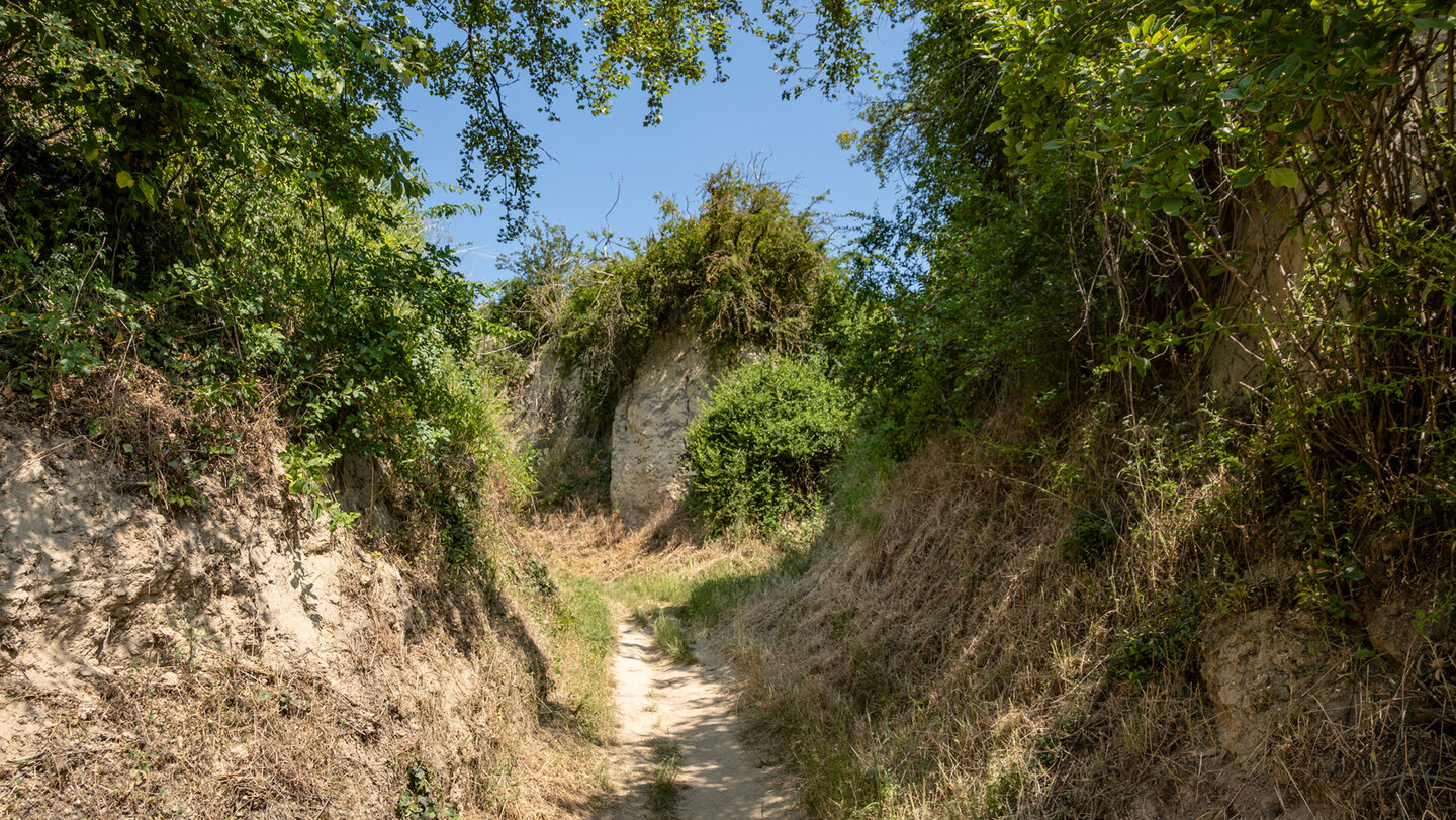hohe Lösswände am Bienefresserpfad